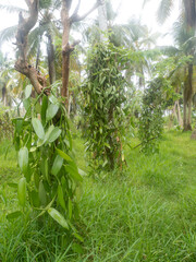Plantation of Flat-leaved Vanilla (Vanilla planifolia) plants on a rainy day in the L'Union Estate park, La Digue island, Seychelles