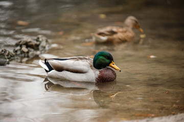 Ducks swimming peacefully in a serene pond during autumn