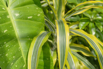 botanical green leaf background (Dracaena and Colocasia or Alocasia)