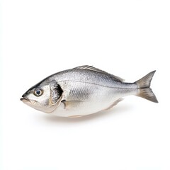 Fototapeta premium Fresh giilt head bream on a clean white background, showcasing its sleek body and vibrant colors.