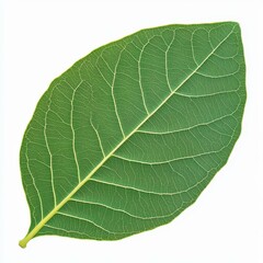 A fresh green leaf delicately rests on a clean white background, showcasing natures beauty in simplicity.