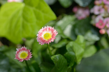 double pink-tinged english daisies (Bellis perennis) close-up © eugen