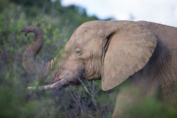 A close up portrait of an African elephant