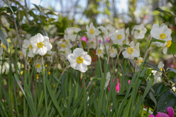 Fototapeta premium white daffodils somewhat past their prime still bloom at the conservatory