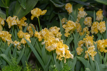 once vibrant yellow parrot tulips, now softening to pastel shades with age, their ruffled petals...