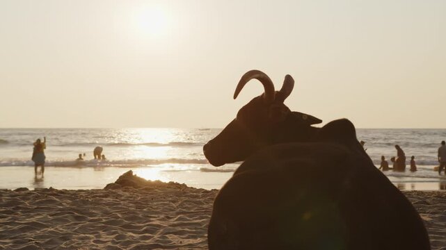 Sacred Cow Watching Sunset on a Tropical Beach in Goa. Serene Evening on a beach in India