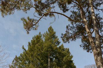 pine trees in the park