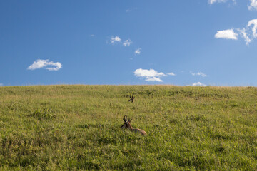 Pronghorn in the meadow