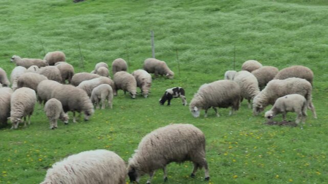 Sheep Flock on Green Pasture with Black Lamb Close Up Farm Animal Agriculture