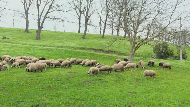 Large Sheep Flock Grazing in Field with Bare Trees Autumn Rural Landscape