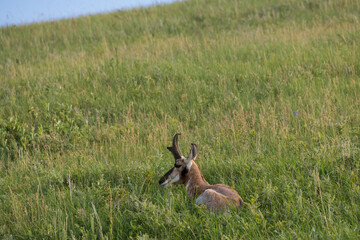 Pronghorn in the meadow
