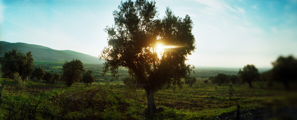 Panoramic view of sunlight shining through a tree outside Moulay Idriss, Morocco.