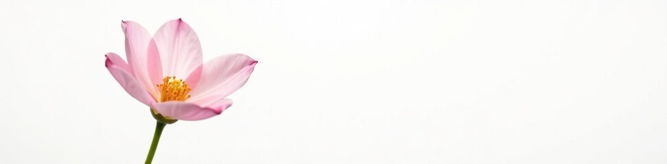 Obraz premium Simple and elegant flower isolated on white background with subtle reflection, bloom, nature, single