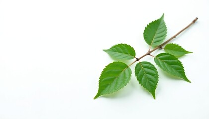 Single branch on white background with leaves, solitary, botanical, nature