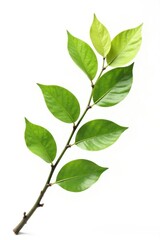 Obraz premium Single branch with leaves on a white background, tree branch, tree, foliage
