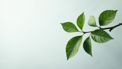 Obraz premium Single branch with leaves on light grey background, leaf, grey, isolated