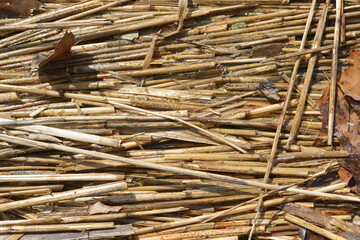 damp reed stems in water