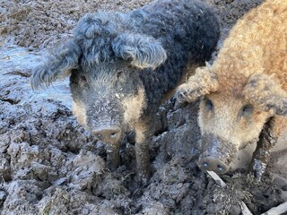 2 funny pigs outside in the mud