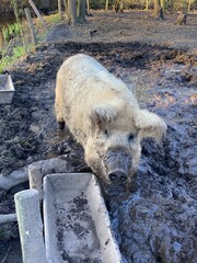 One funny pig in the forest playing in the mud