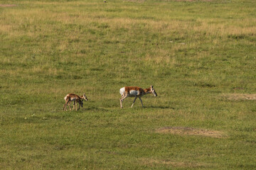 Pronghorn in the meadow
