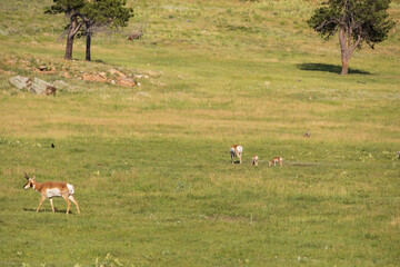 Pronghorn in the meadow
