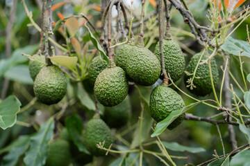 Frutos de aguacate en el árbol, listos para la cosecha. Aguacate Hass - foto de stock
