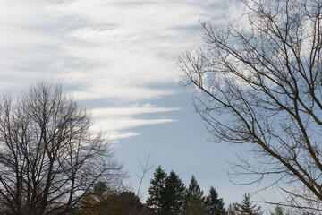 cloud formations on a light blue sky background with trees