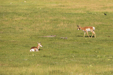 Pronghorn in the meadow
