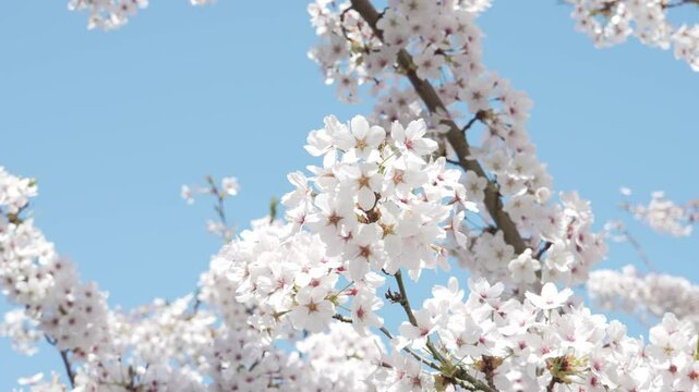 Up close of a singular branch of blooming cherry blossoms in Kew Gardens. All blossoms are illuminated by sun in the video, highlighting their beauty. Slow motion