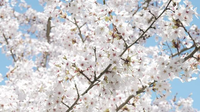 Up close of a singular branch of blooming cherry blossoms in Kew Gardens. All blossoms are illuminated by sun in the video, highlighting their beauty. Slow motion