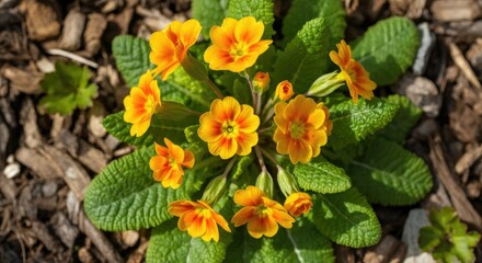 Close-up of vibrant orange and yellow flowers in garden