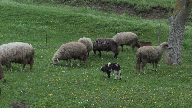 Sheep Flock with Black Lambs Grazing on Green Hillside Pasture Agriculture