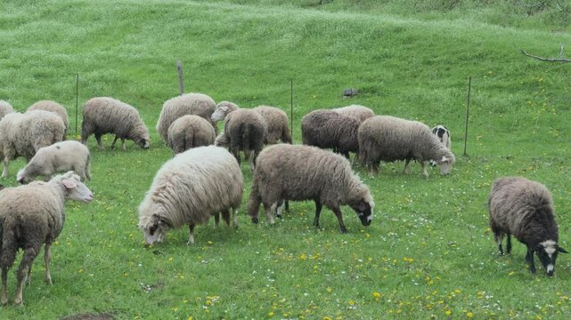 Flock of Sheep Grazing on Green Meadow Pasture Rural Countryside