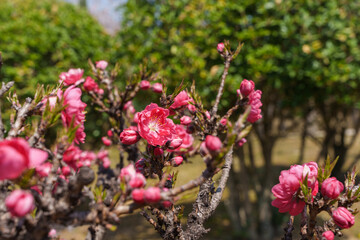 Obraz premium Close-up photo of a red-colored Prunus persica f. rubroplena C.K.Schneid flower in bloom in spring