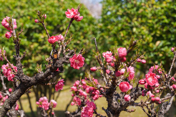 Close-up photo of a red-colored Prunus persica f. rubroplena C.K.Schneid flower in bloom in spring