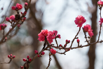 Close-up photo of a red-colored Prunus persica f. rubroplena C.K.Schneid flower in bloom in spring