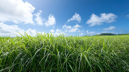 Obraz premium Wide Green Grass Field Under Sunny Sky