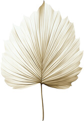 Elegant dried fan palm leaf with pleated texture in warm beige tones isolated on white background
