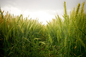 Obraz premium Golden Wheat Field Agriculture Crop Harvest Season Rural Landscape Iraq