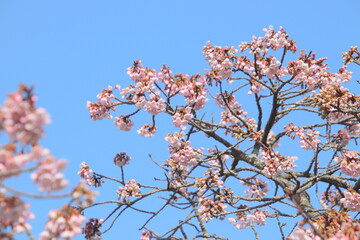 宗像市の鎮国寺の早咲きさくら