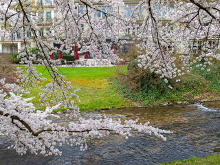 Kirschblüte in der Lichtentaler Allee, Baden-Baden