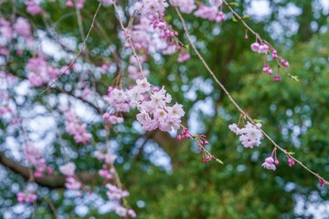 グリーンバックに咲く満開の枝垂れ桜
