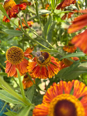 A bee is busily pollinating vibrant orange flowers that are beautifully in bloom and flourishing