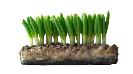 Let me know if you'd like a shorter or more creative version!