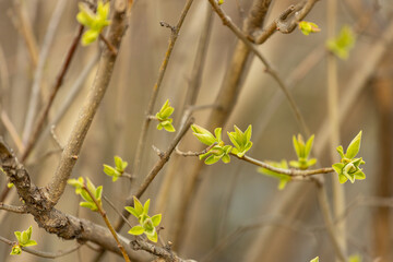 First spring green leaves on the trees. Nature awakening after winter with the first spring warm weather and sunshine. Trees starting to bloom in early spring with leaf and yellow flower