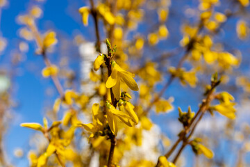 Obraz premium First spring green leaves on the trees. Nature awakening after winter with the first spring warm weather and sunshine. Trees starting to bloom in early spring with leaf and yellow flower
