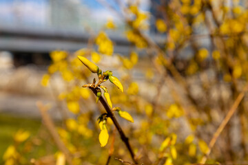 First spring green leaves on the trees. Nature awakening after winter with the first spring warm weather and sunshine. Trees starting to bloom in early spring with leaf and yellow flower