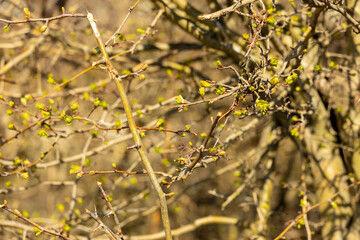 First spring green leaves on the trees. Nature awakening after winter with the first spring warm weather and sunshine. Trees starting to bloom in early spring with leaf and yellow flower