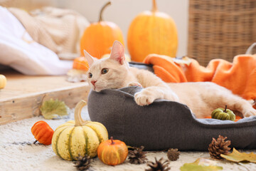 Cute cat with pumpkins lying in pet bed at home on autumn day