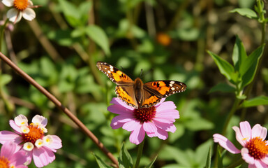 Butterfly with orange and brown wings rests on a pink flower with an orange center in a garden setting surrounded by green foliage.